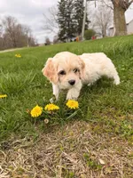 Cindy Lou , a female Miniature Goldendoodle for sale in Michigan City, IN – Photo 2 of 4