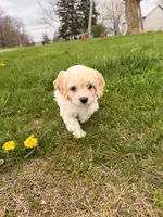 Cindy Lou , a female Miniature Goldendoodle for sale in Michigan City, IN – Photo 3 of 4