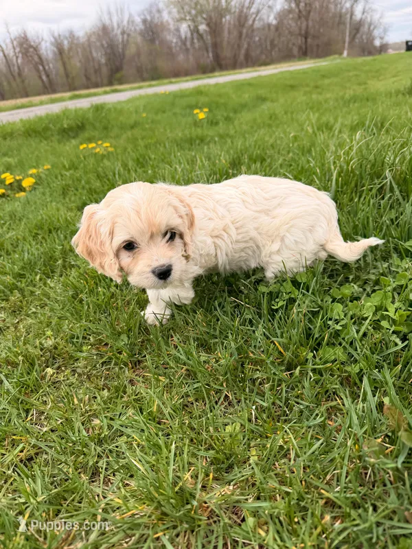 Cindy Lou  – Miniature Goldendoodle puppy for sale in Michigan City, IN