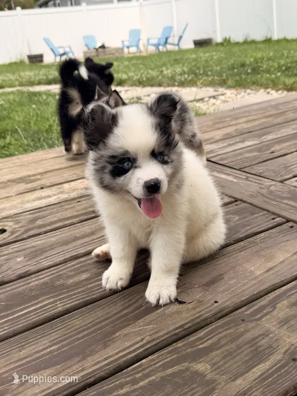 Koda – Pomsky puppy for sale in Michigan City, IN