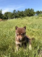 Sheba, a female Pomsky for sale in Michigan City, IN – 3 of 4