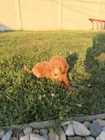 Jade, a female Miniature Goldendoodle for sale in Michigan City, IN – 5 of 5