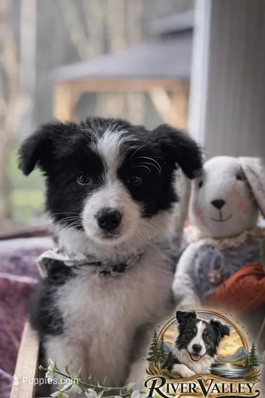 Reece  – Border Collie puppy for sale in Scottsboro, AL