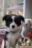 Reece , a male Border Collie for sale in Scottsboro, AL – Photo 1 of 2