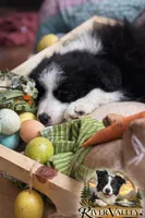 Reece , a male Border Collie for sale in Scottsboro, AL – Photo 2 of 2