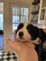 Oreo, a male Border Collie for sale in Scottsboro, AL – Photo 3 of 3