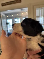 Oreo, a male Border Collie for sale in Scottsboro, AL – Photo 2 of 3