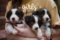 Sky, a female Border Collie for sale in Scottsboro, AL – 2 of 3