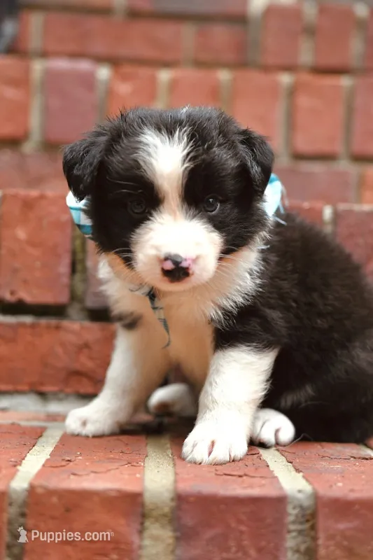 Milo – Border Collie puppy for sale in Scottsboro, AL