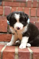 Milo, a male Border Collie for sale in Scottsboro, AL – 1 of 2
