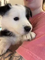 Spot, a male Border Collie for sale in Scottsboro, AL – Photo 2 of 3