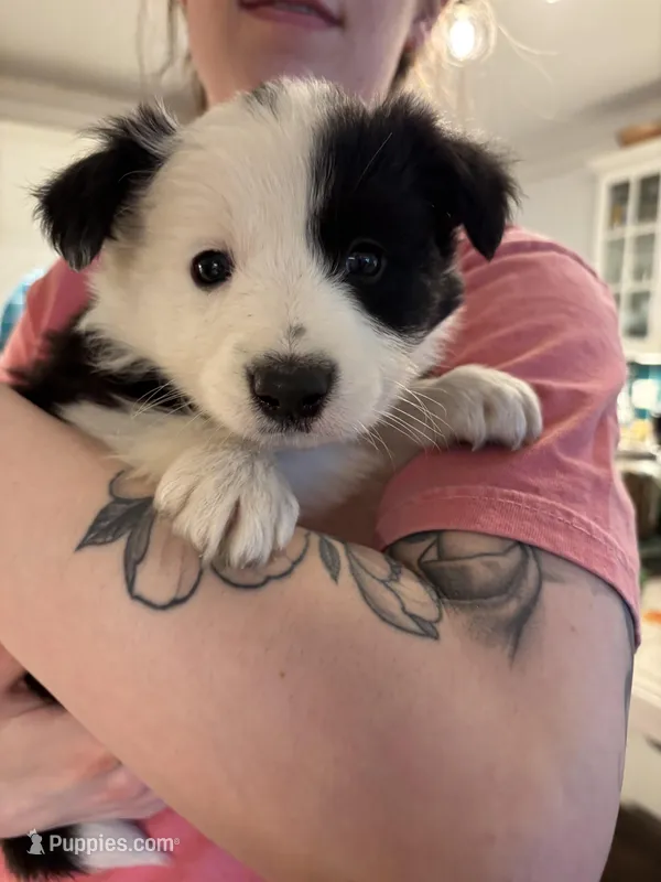 Spot, a male Border Collie for sale in Scottsboro, AL – Photo 1 of 3