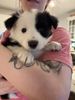 Spot, a male Border Collie for sale in Scottsboro, AL – Photo 1 of 3