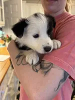 Spot, a male Border Collie for sale in Scottsboro, AL – Photo 3 of 3