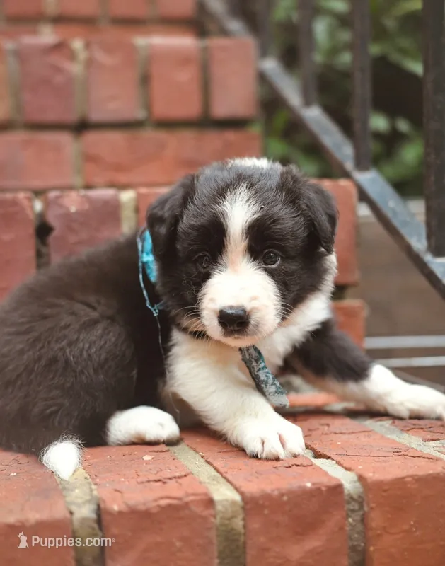 Lilly – Border Collie puppy for sale in Scottsboro, AL