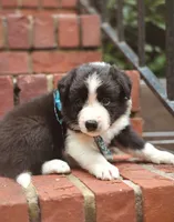 Lilly, a female Border Collie for sale in Scottsboro, AL – 1 of 2
