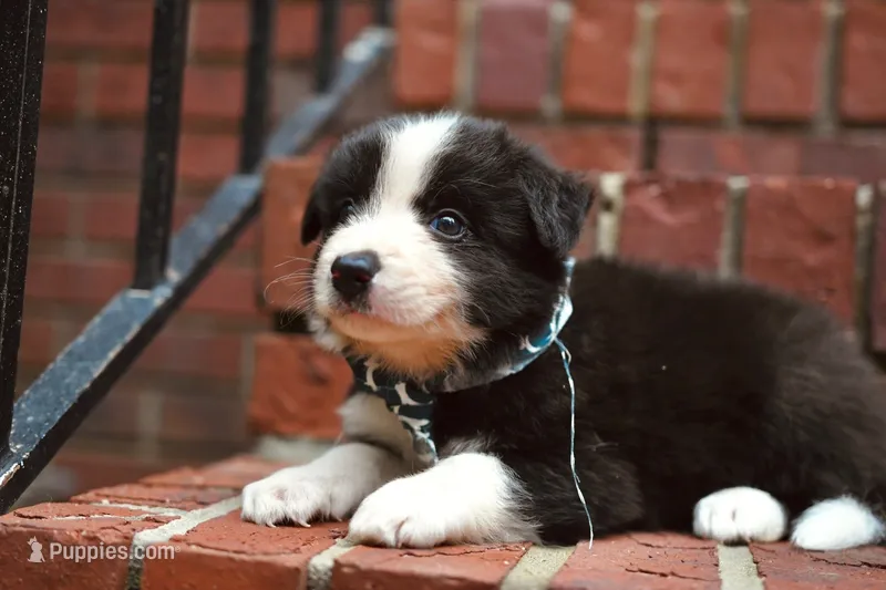 Rex – Border Collie puppy for sale in Scottsboro, AL