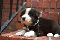 Rex, a male Border Collie for sale in Scottsboro, AL – 1 of 2