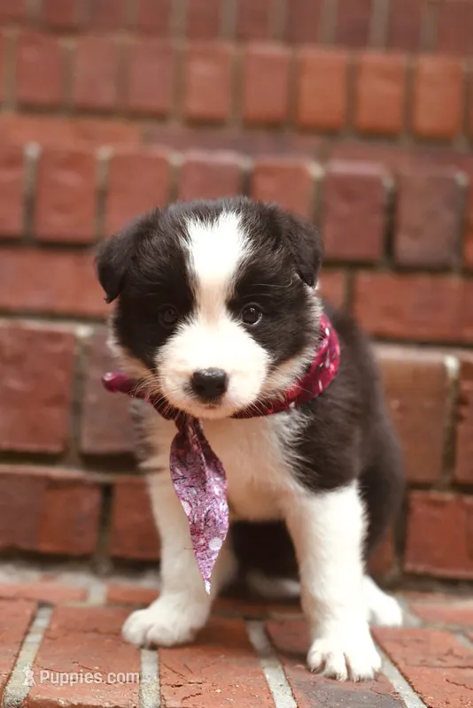 Lucy – Border Collie puppy for sale in Scottsboro, AL