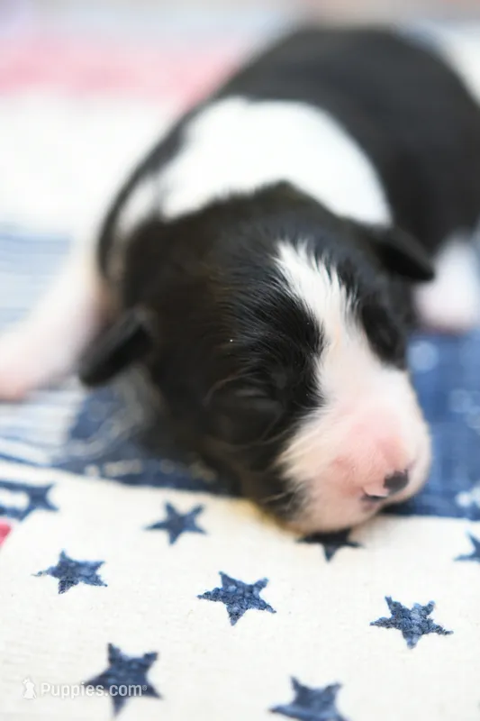 Lucy – Border Collie puppy for sale in Scottsboro, AL