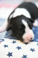 Lucy, a female Border Collie for sale in Scottsboro, AL – 1 of 1
