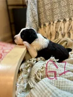 Dolly, a female Border Collie for sale in Scottsboro, AL – Photo 3 of 7