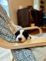 Dolly, a female Border Collie for sale in Scottsboro, AL – Photo 2 of 7