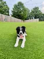 Dolly, a female Border Collie for sale in Scottsboro, AL – Photo 5 of 7