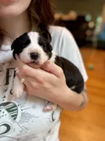 Dolly, a female Border Collie for sale in Scottsboro, AL – Photo 1 of 7