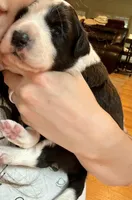 Dolly, a female Border Collie for sale in Scottsboro, AL – Photo 4 of 7