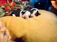 Dolly, a female Border Collie for sale in Scottsboro, AL – Photo 6 of 7