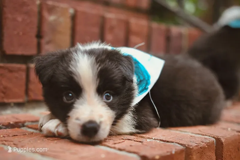 Sky – Border Collie puppy for sale in Scottsboro, AL