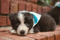 Sky, a female Border Collie for sale in Scottsboro, AL – 1 of 3