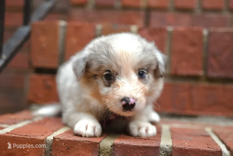 Cloudy – Border Collie puppy for sale in Scottsboro, AL