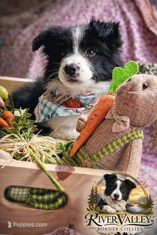 Navy – Border Collie puppy for sale in Scottsboro, AL