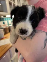 Spencer, a male Border Collie for sale in Scottsboro, AL – Photo 2 of 2