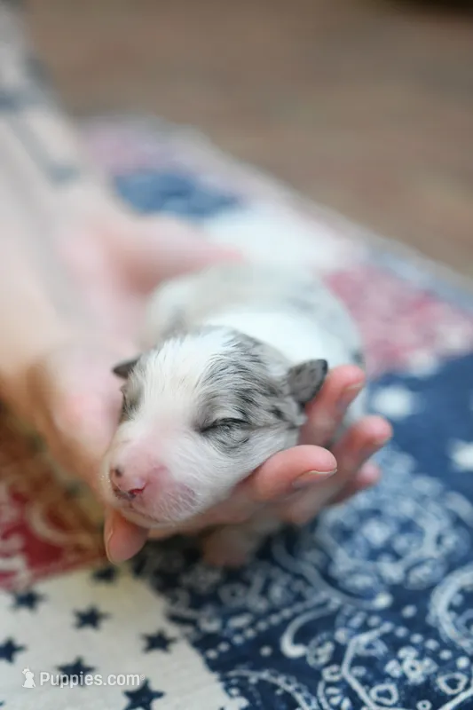 Cloudy – Border Collie puppy for sale in Scottsboro, AL