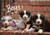 Milo, a male Border Collie for sale in Scottsboro, AL – 2 of 2