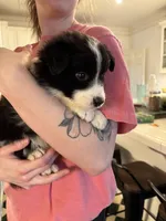 Erin, a male Border Collie for sale in Scottsboro, AL – Photo 3 of 3