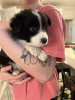 Erin, a male Border Collie for sale in Scottsboro, AL – Photo 1 of 3