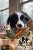 Lilly , a female Border Collie for sale in Scottsboro, AL – Photo 2 of 2