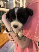 Erin, a male Border Collie for sale in Scottsboro, AL – Photo 2 of 3