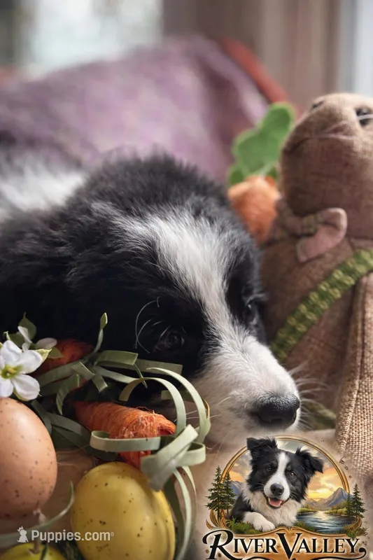 Lilly  – Border Collie puppy for sale in Scottsboro, AL