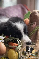 Lilly , a female Border Collie for sale in Scottsboro, AL – Photo 1 of 2