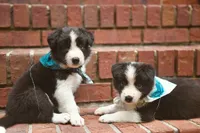 Sky, a female Border Collie for sale in Scottsboro, AL – 3 of 3