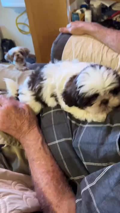 Little Miss Peaches (AKC), a female Shih Tzu for sale in Mountain View, MO – 5 of 7
