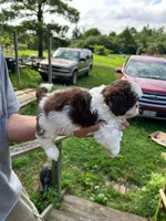 Zoe (AKC), a female Shih Tzu for sale in Mountain View, MO – 6 of 8