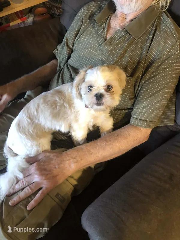 Dottie AKC, a female Shih Tzu for sale in Mountain View, MO – Photo 1 of 4