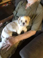 Dottie AKC, a female Shih Tzu for sale in Mountain View, MO – Photo 1 of 4