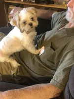 Dottie AKC, a female Shih Tzu for sale in Mountain View, MO – Photo 3 of 4